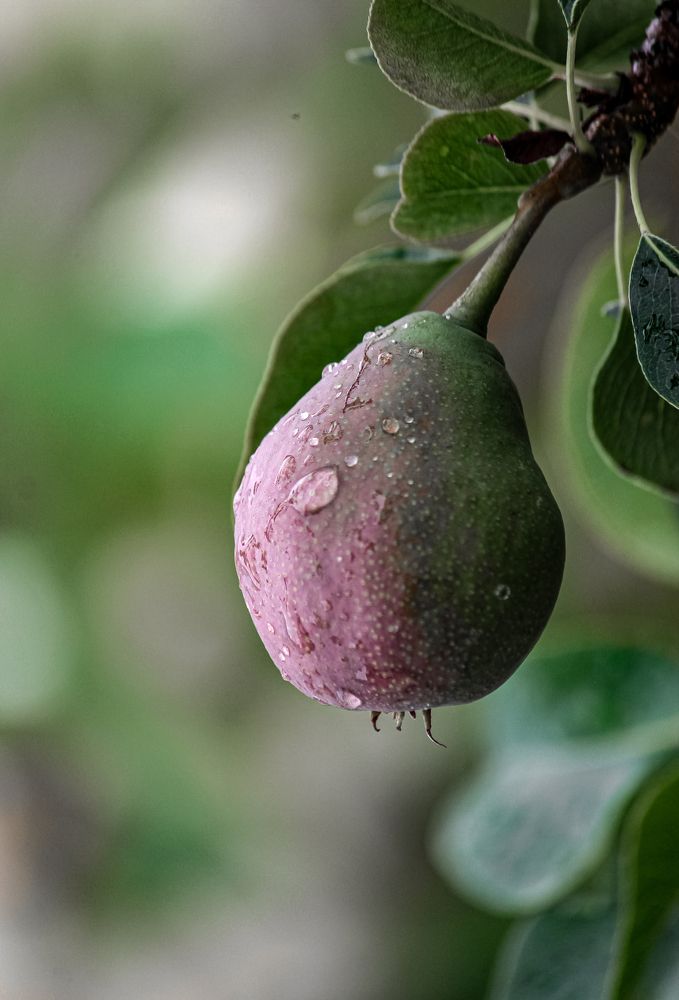 Pear tree