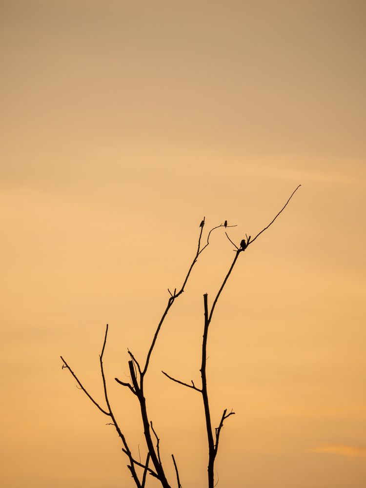 Photograph by Khim Cambo