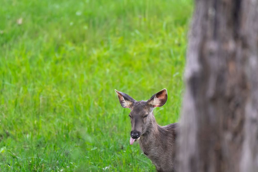 Sambar deer