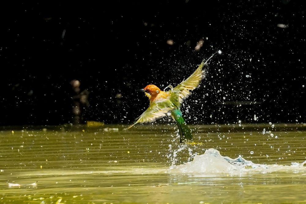 Фотография автора Md shahidul Islam