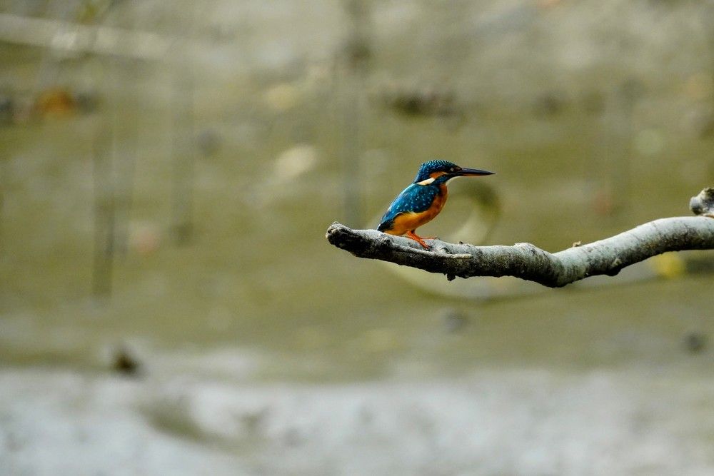 Photograph by Md shahidul Islam