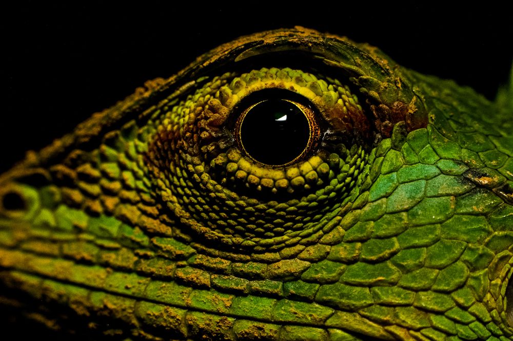 Photograph by Sameera Rathnayaka