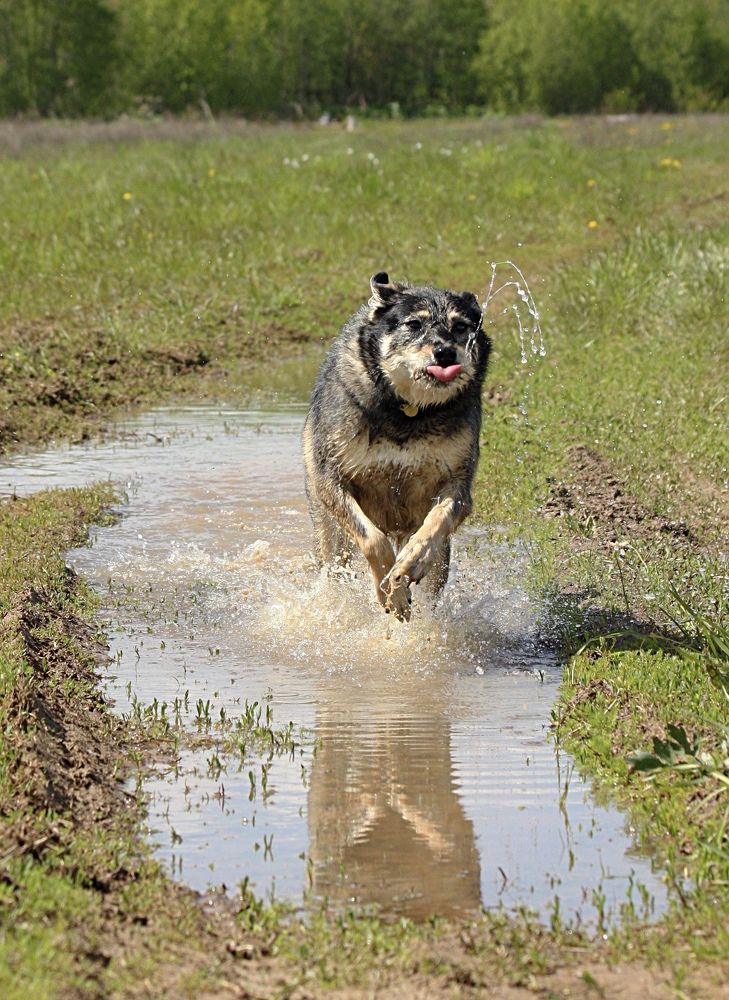 Собачка-кит, Глаша!