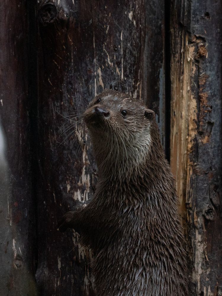 Photograph by Олеся Легостаева