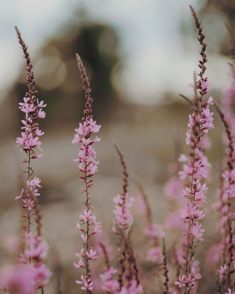 Photograph by Катерина Гущина