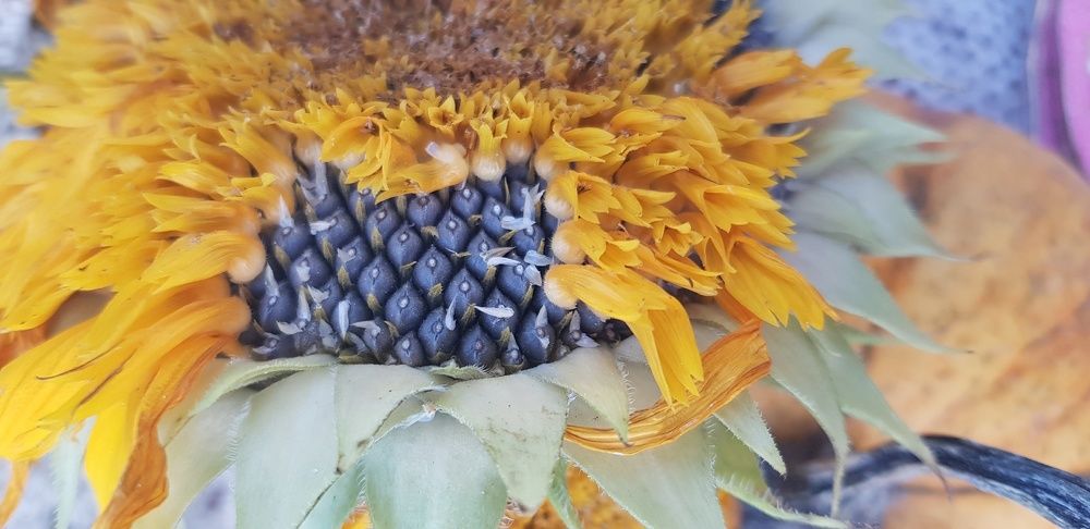 Фотография автора Ольга Мусина