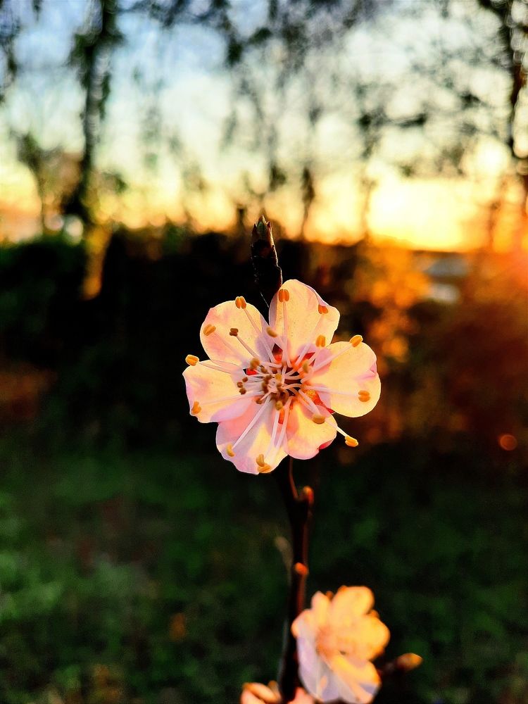 Фотография автора JELENA VASIC