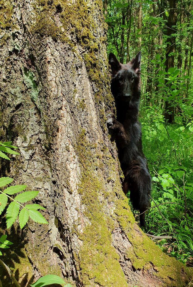 Фотография автора Надежда Лисицына
