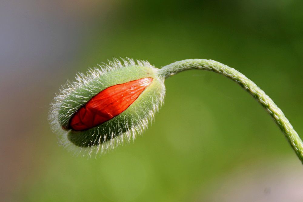 Мак наблюдает за Вами!