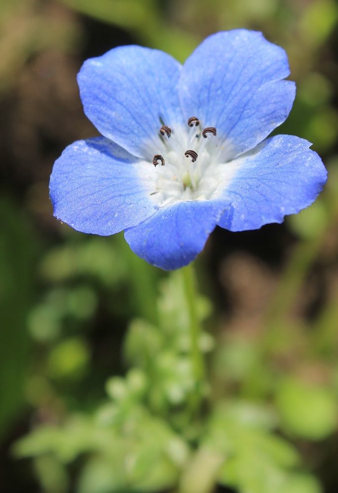 Голубая малютка