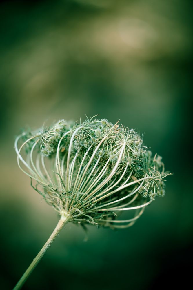 Photograph by Mostafa Bahnasy