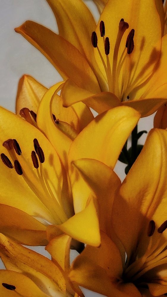 Photograph by Mila Vshivkova