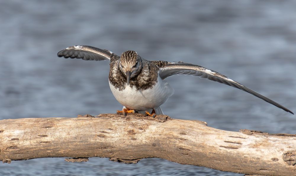 Photograph by Вотинцева Елена