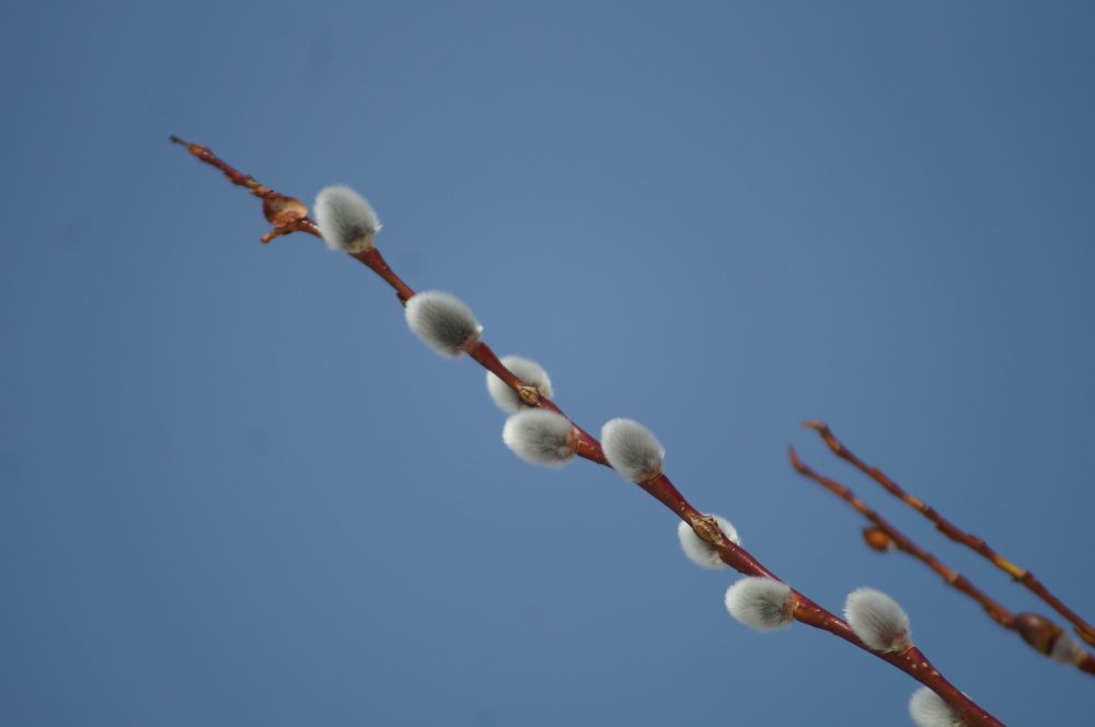 Photograph by Дарья Ринас