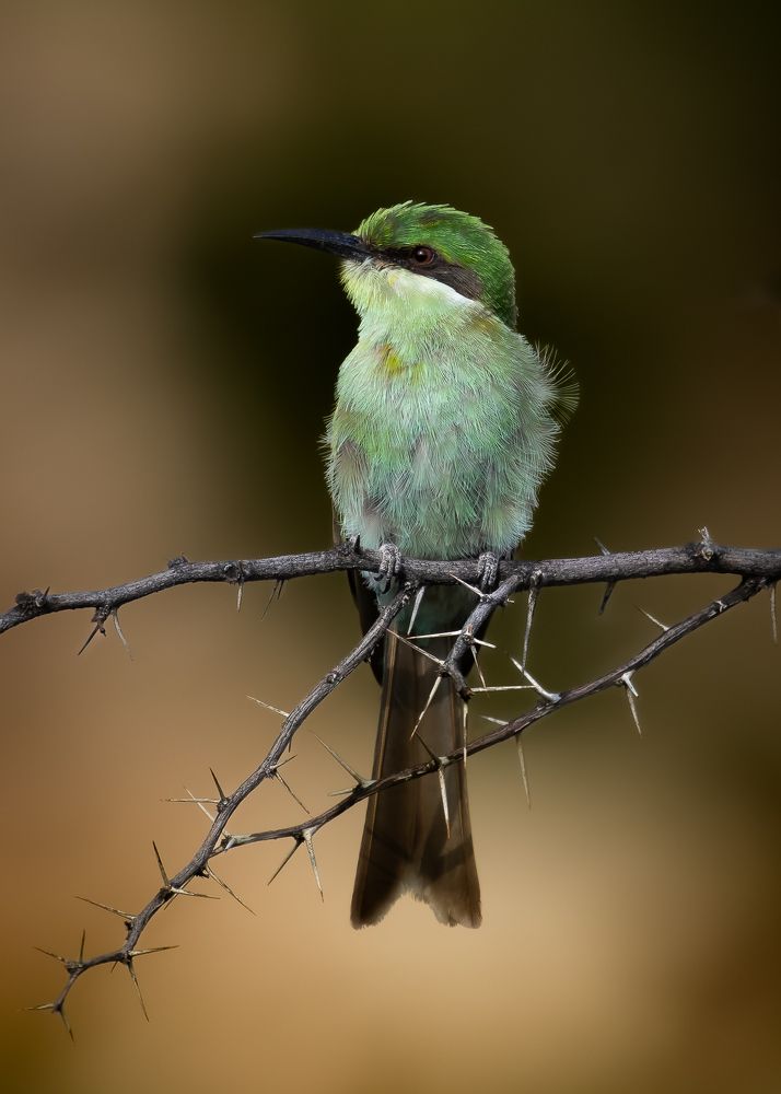 Photograph by Silje Wessel Pettersen