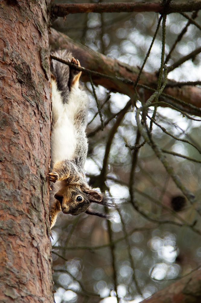 Photograph by Елена Овчинникова