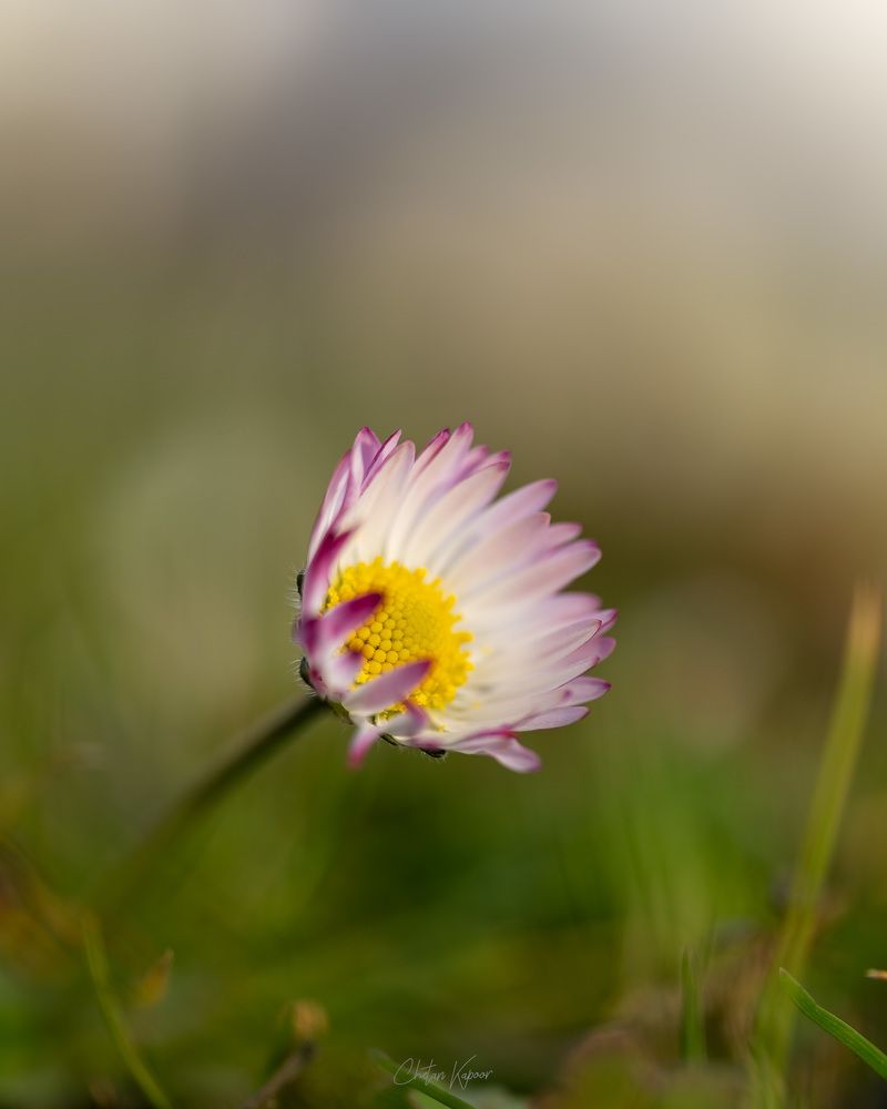 Photograph by Chetan Kapoor