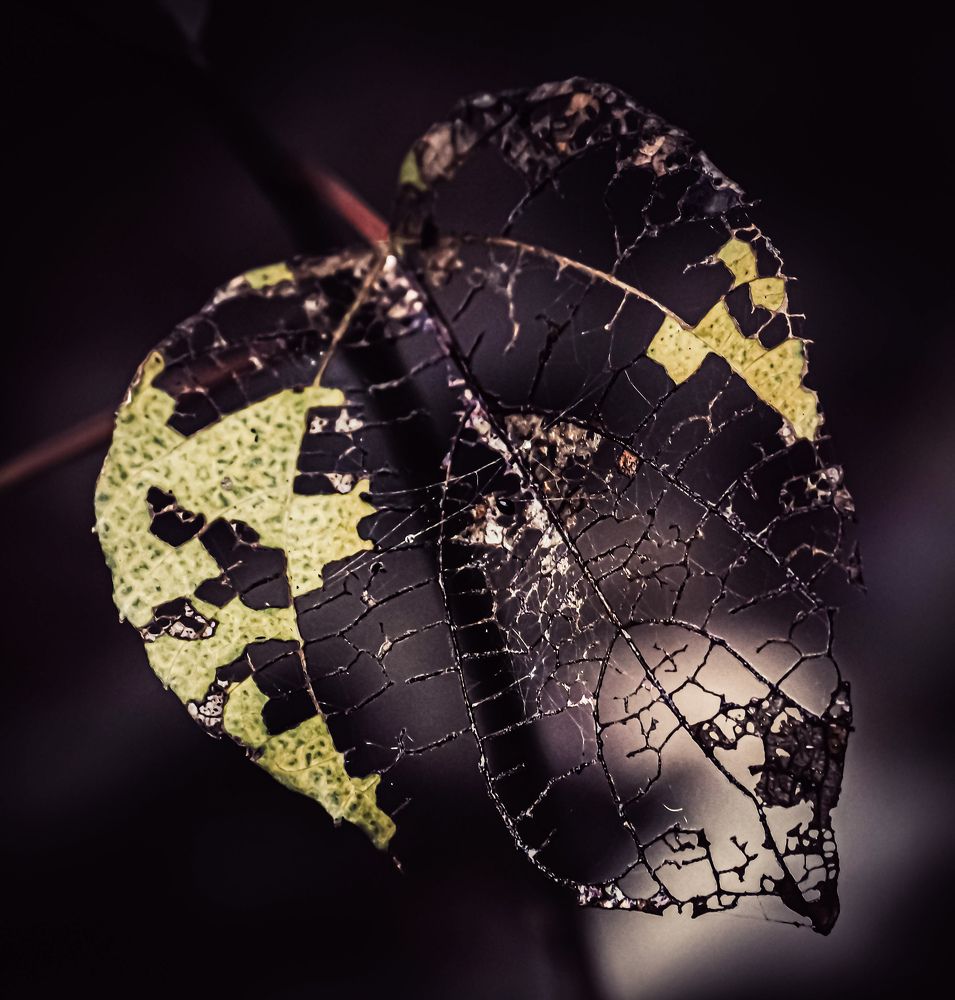 Photograph by Do Thi Thanh Binh