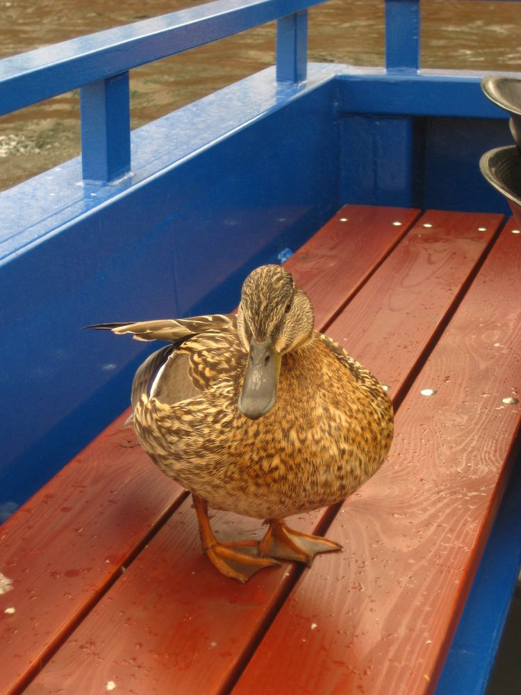 Фотография автора Елена Александрова