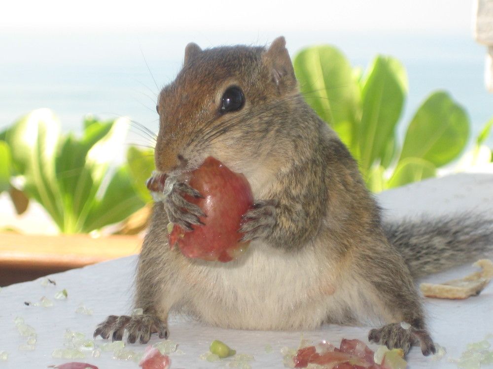 Фотография автора Елена Александрова