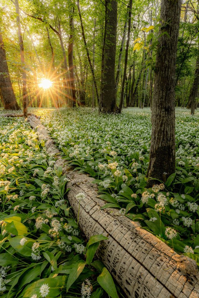 Photograph by Julien Pröpper