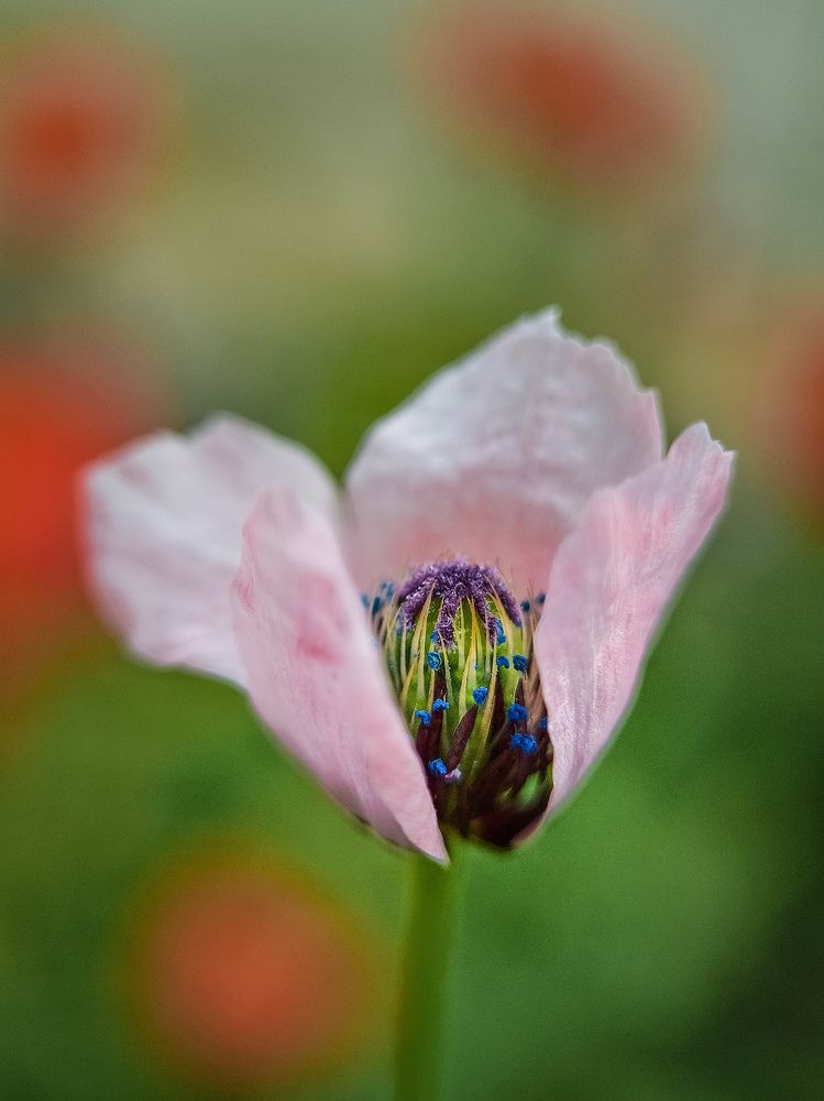 Photograph by Лариса Когтева