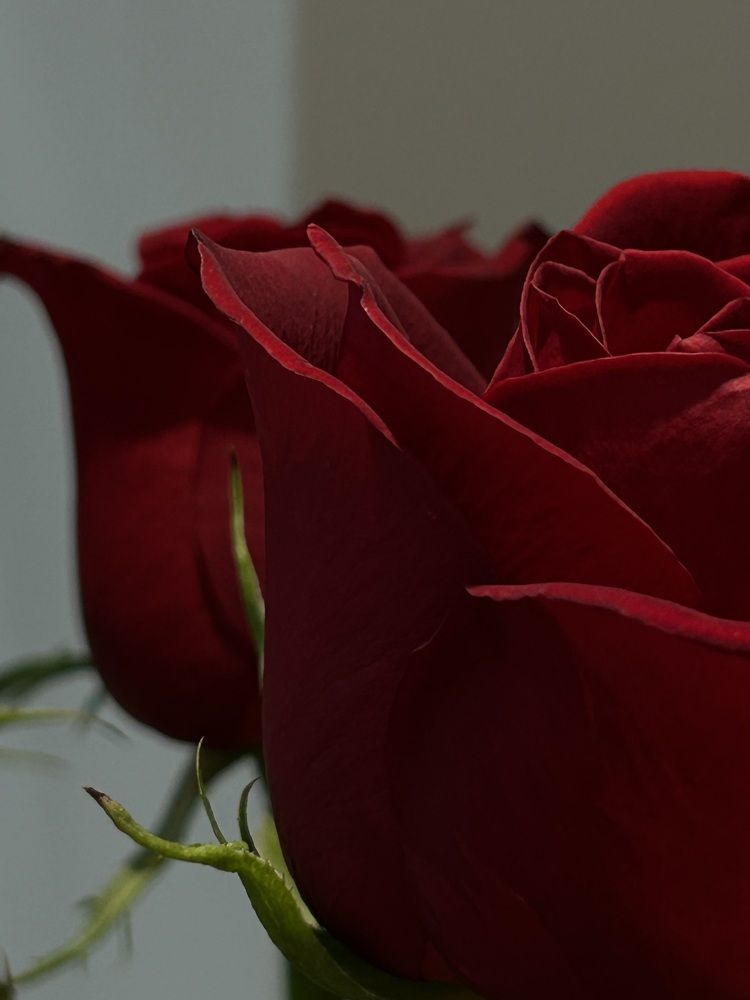 Photograph by Алина Дыленок