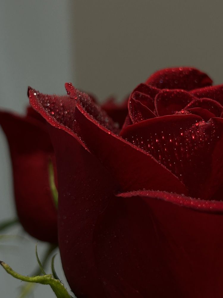 Photograph by Алина Дыленок