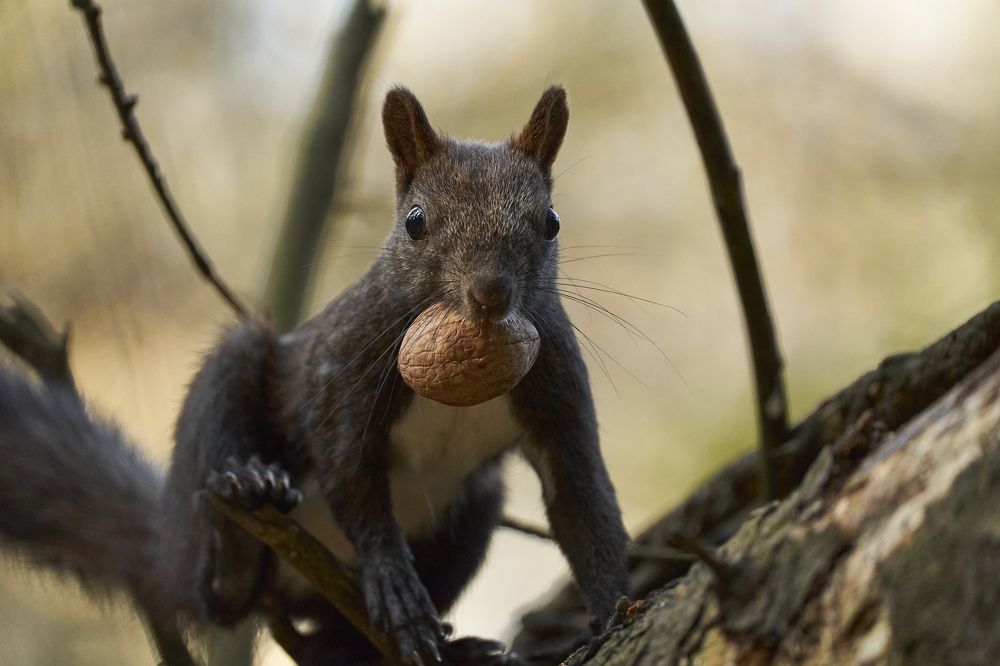 Photograph by Руфат Лажанский