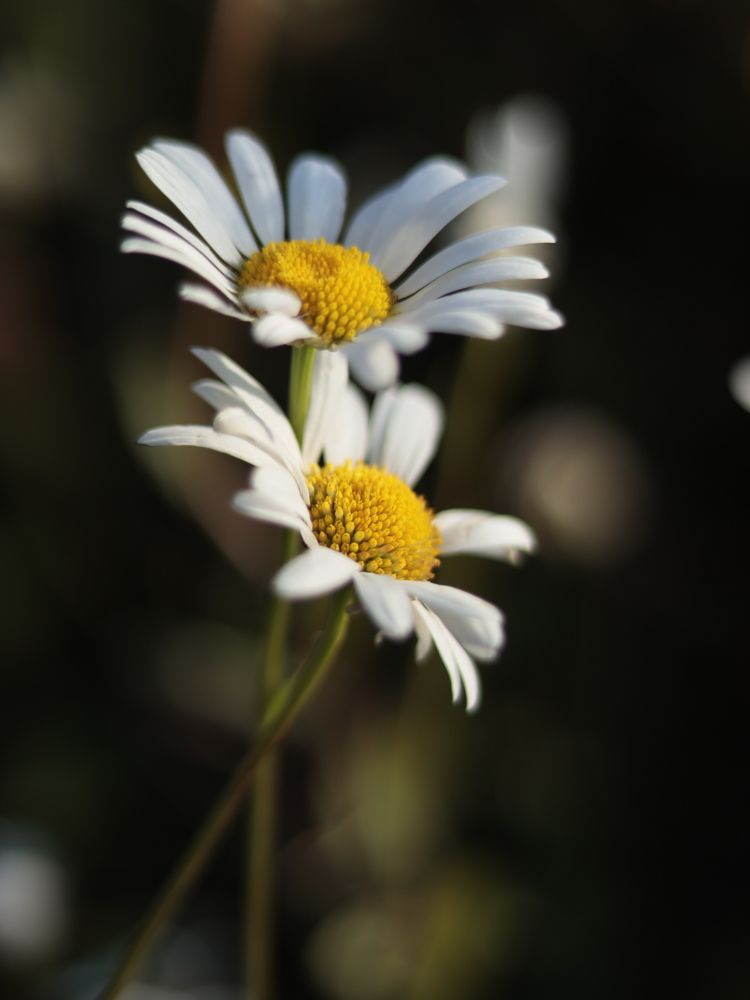 Photograph by Екатерина Слепнева
