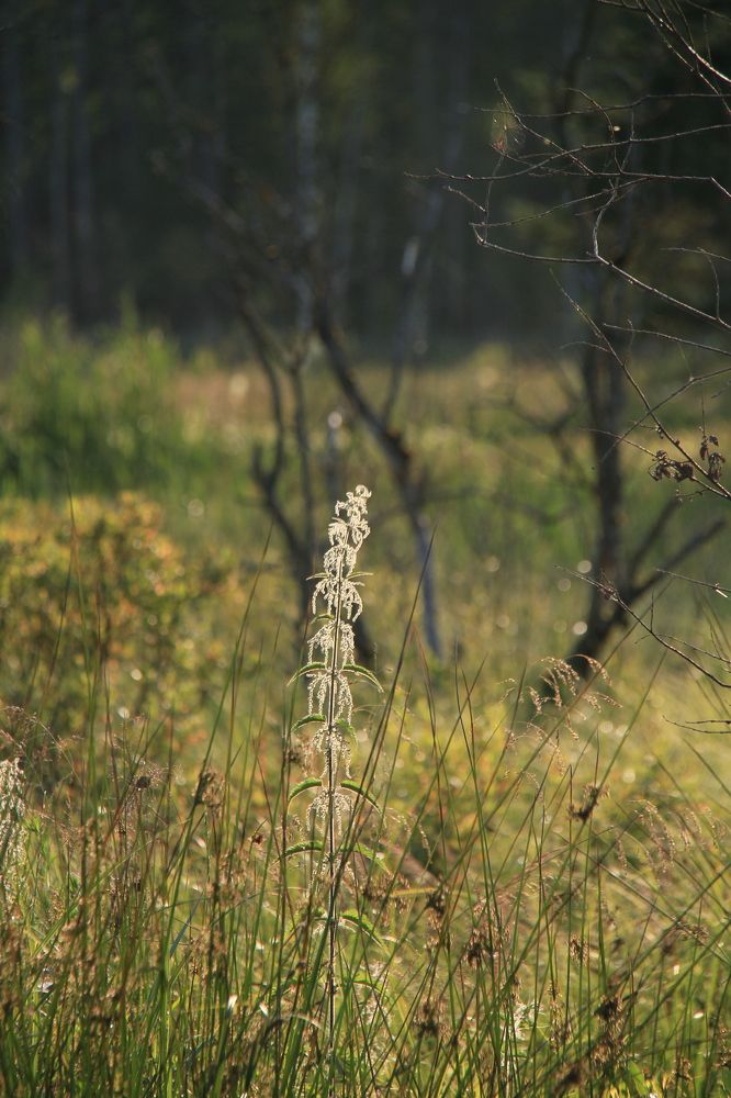 Фотография автора Анастасия Зверева