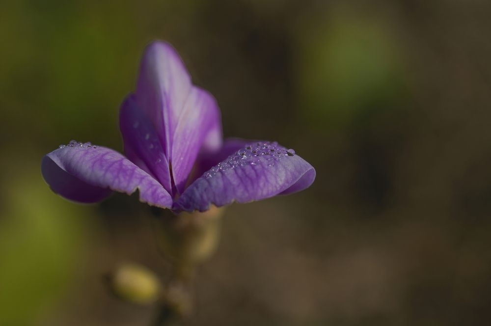 Photograph by G N RAJA