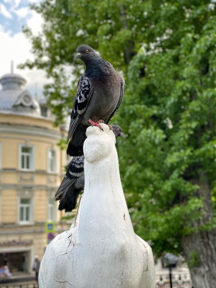 Photograph by Екатерина Амирасланова