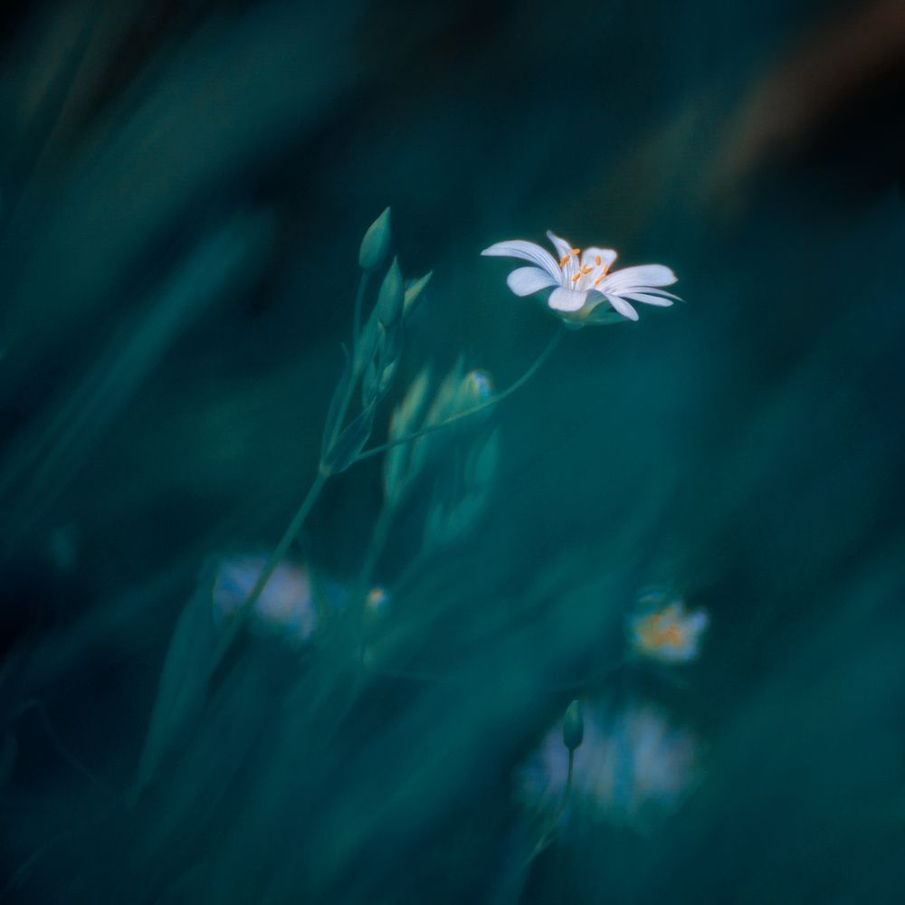 Photograph by Марина Ческис