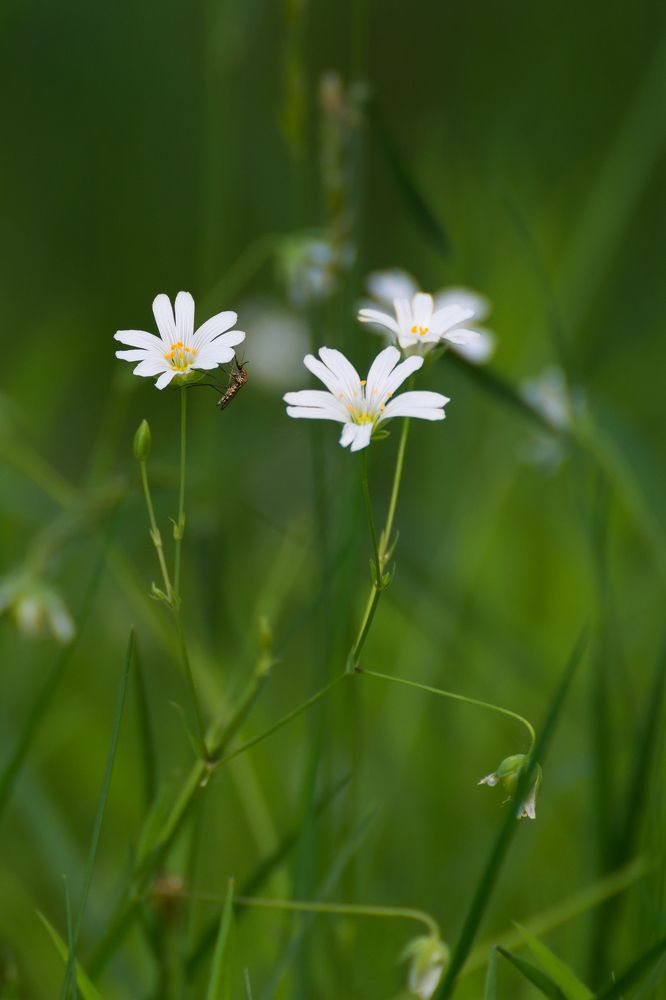 Photograph by Марина Ческис