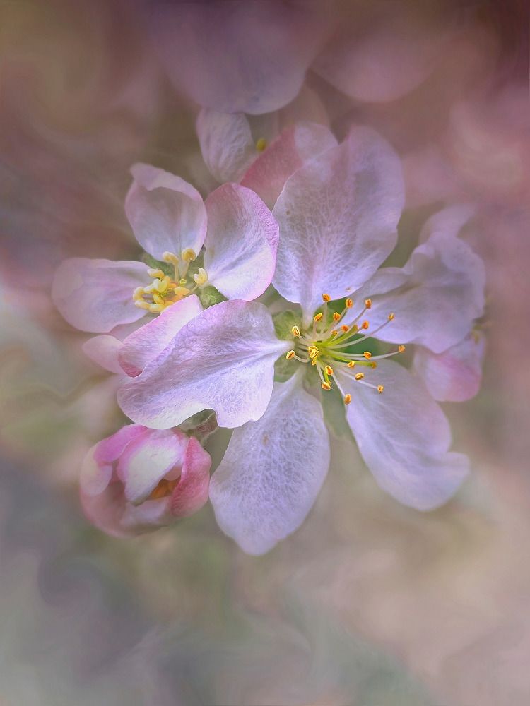 Photograph by Алла Холодова