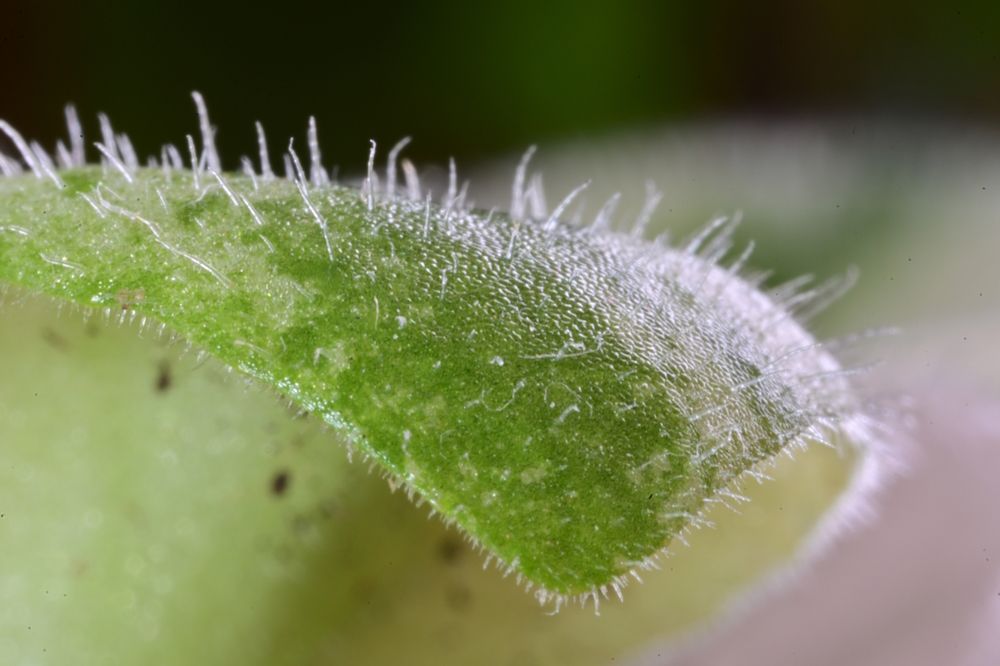 Фотография автора Vitaly Voloshin