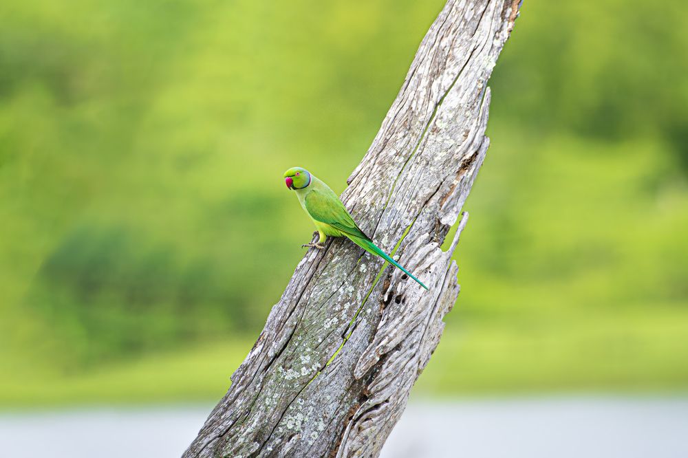 Photograph by Mohamed Raseem