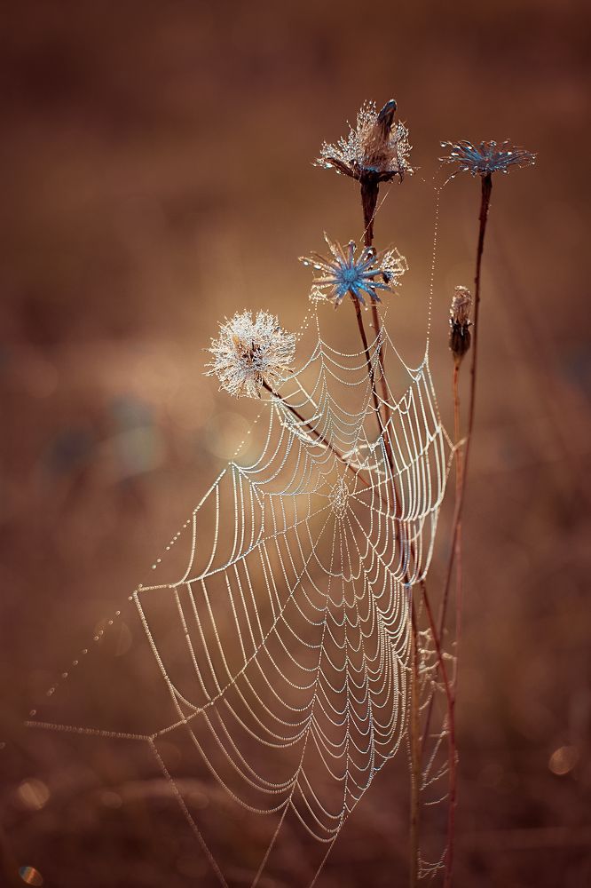 Photograph by Natalia Bolotenkova