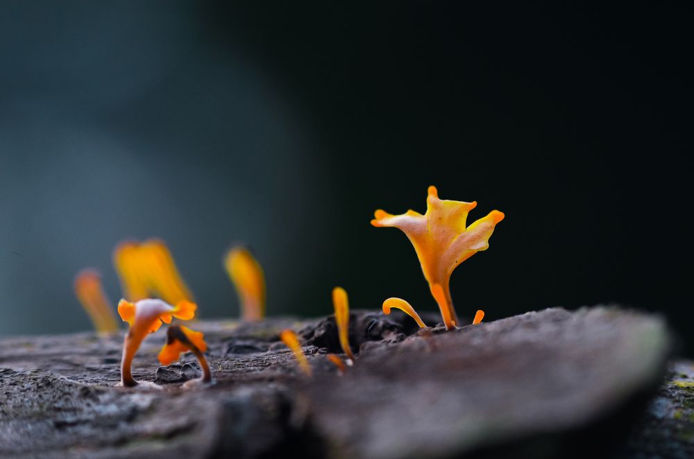 Photograph by Arindam Sahoo