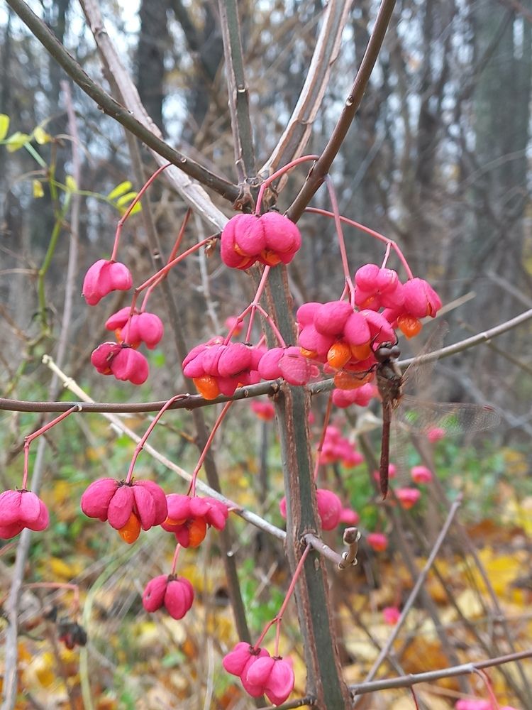 Стрекоза и бересклет