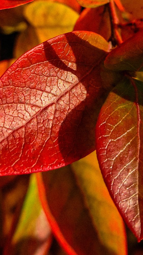 Фотография автора Elena Ku