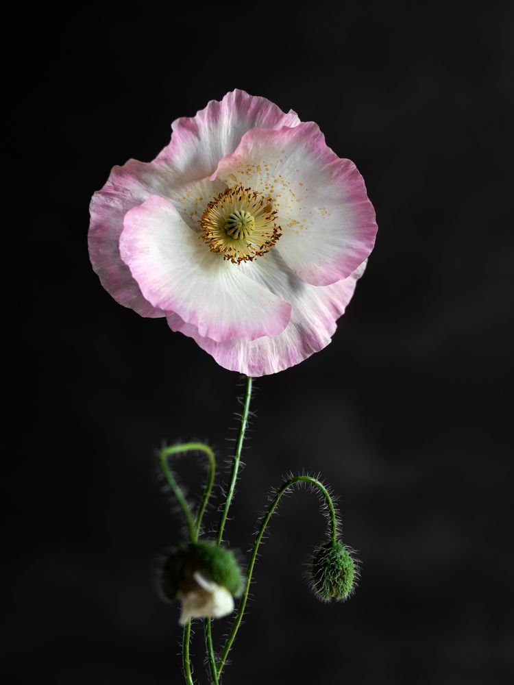 Photograph by Natali Filippova