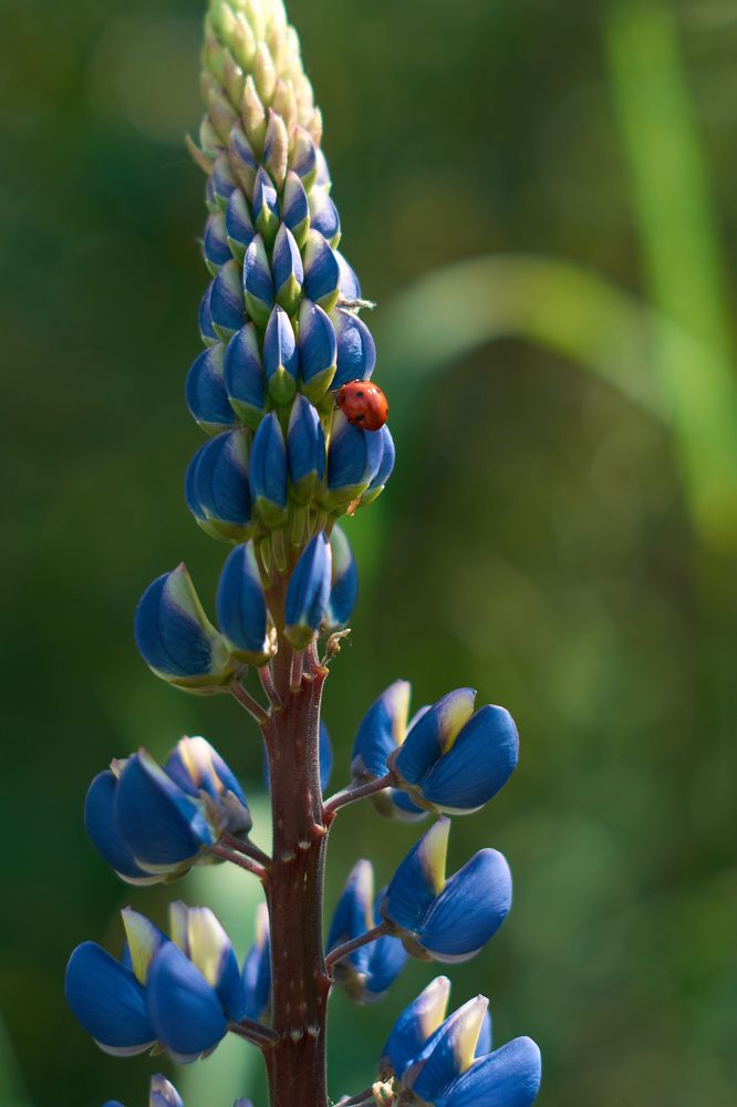 Photograph by Маргарита Гасец