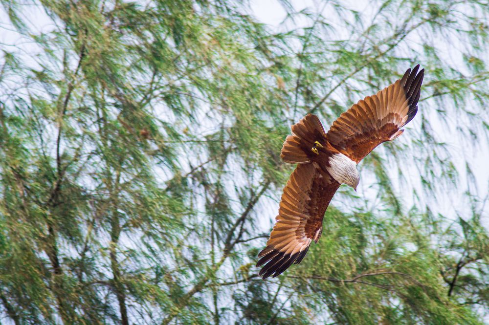 Next Stop at the Top