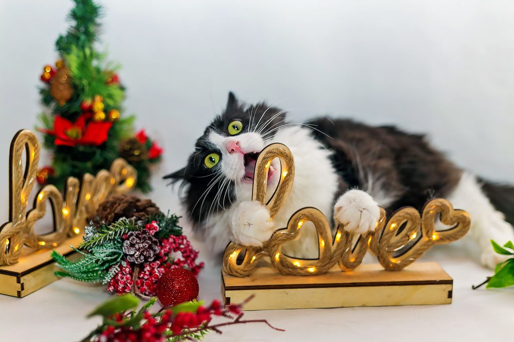 Фотография автора Yulia  Maximova