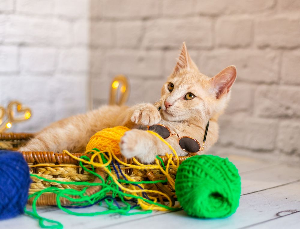 Фотография автора Yulia  Maximova