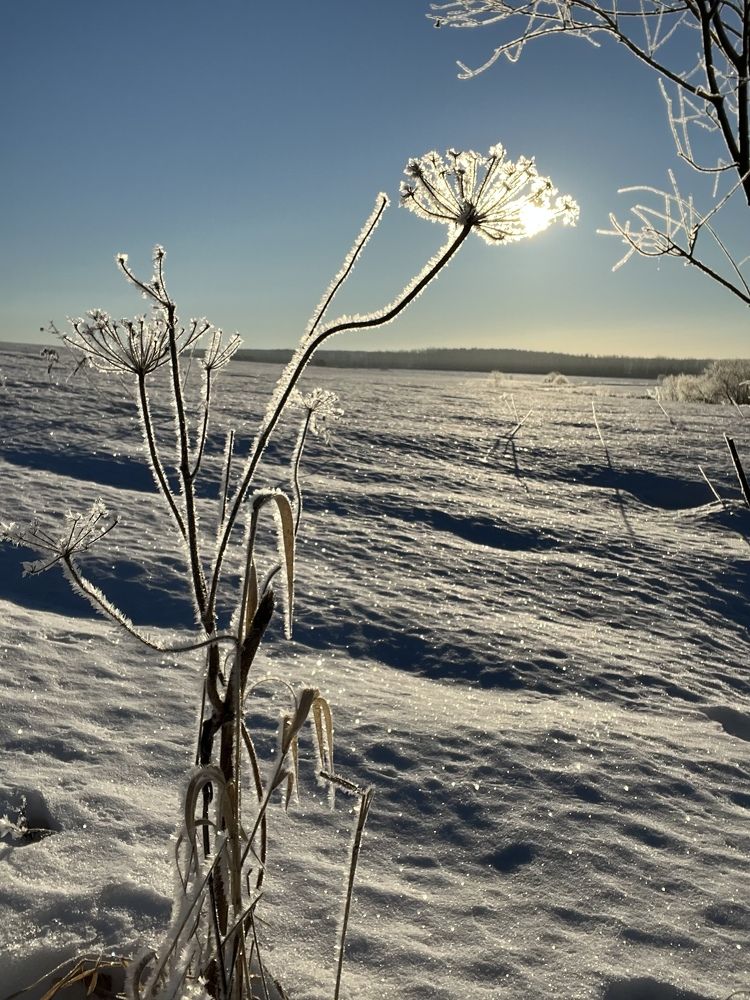 Зимний цветок