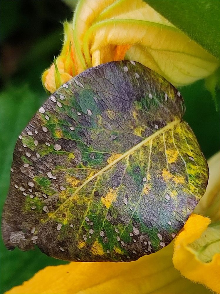 Photograph by Galina Novichkova