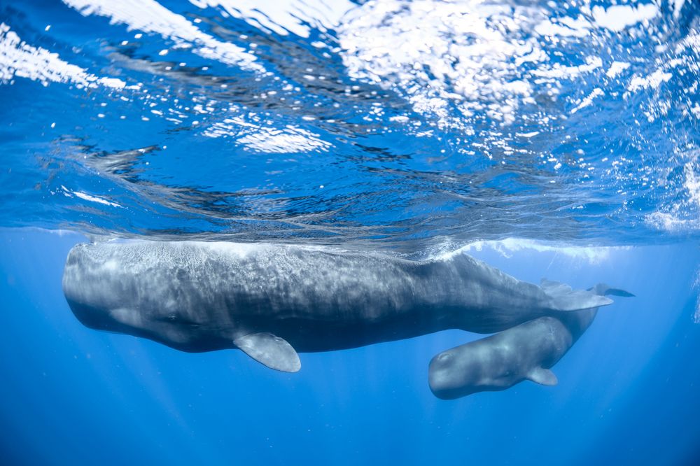 Фотография автора Ichinoseki Sayaka